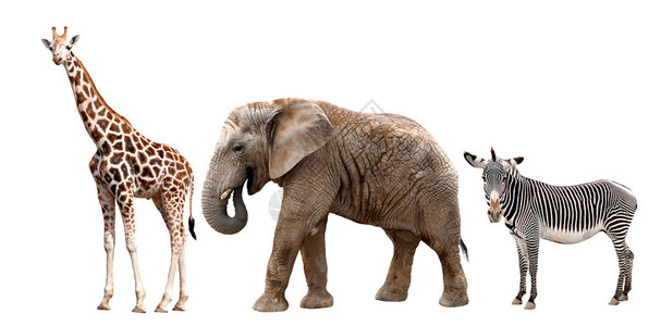 长颈鹿大象和斑马被白色隔离图片