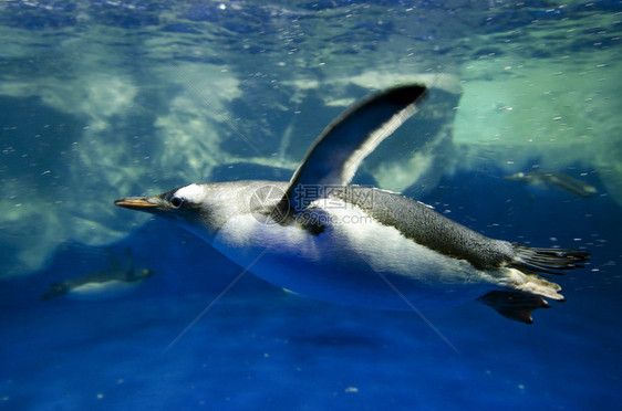 Gentoo企鹅在北图片
