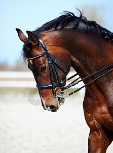 棕色种马一匹运动棕色马的画像骑马纯种图片