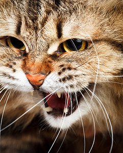 愤怒的西伯利亚猫露图片