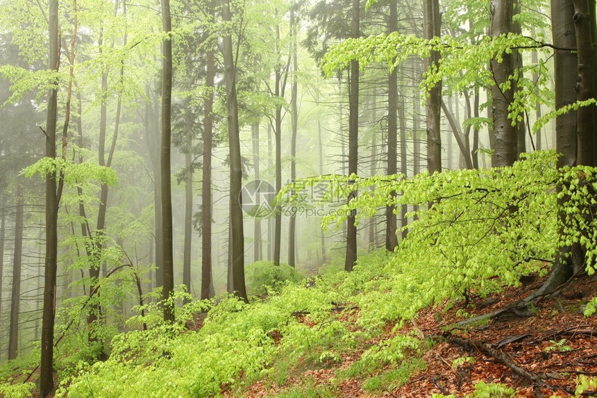 波兰南部的初春混合森图片