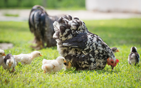母鸡和它的小鸡在草丛中背景图片
