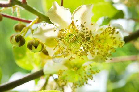 春天的花猕猴桃的花图片