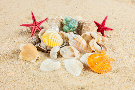 沙滩上的贝壳和海星图片