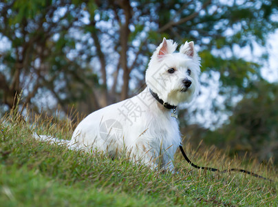 Westie狗在放松时间图片