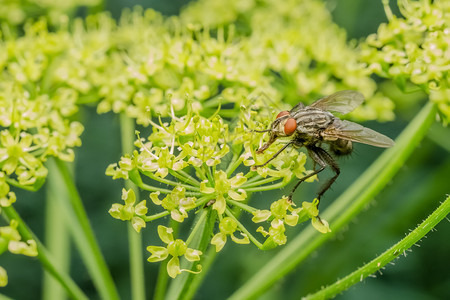 通用Fly图片