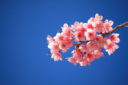 开花的樱桃树图片