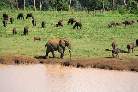 肯尼亚非洲肯尼亚非洲在Treetops水井图片