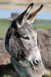 驴伸出舌头肖像图片