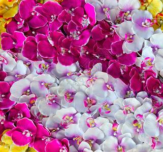 彩色花兰装饰背景盛开的蝴蝶兰大花蕙兰花美丽的花朵豪华分支兰花摄影高清图片素材