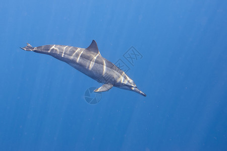 海豚在深蓝海底游泳时紧贴图片
