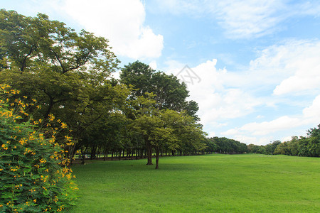 绿色公园的树木和草坪图片