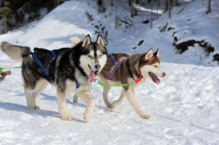 一支西伯利亚雪橇狗队拉着一只雪橇背景图片