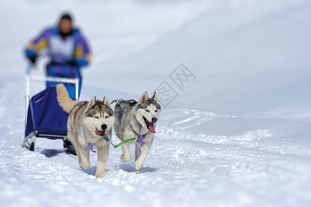 一支西伯利亚雪橇狗队拉着一只雪橇背景图片