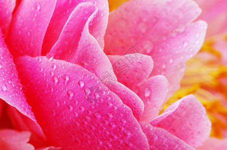 牡丹花瓣上的水滴花背景图片