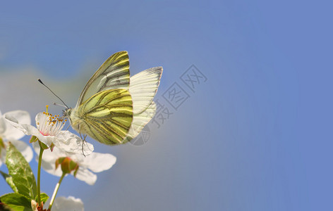 野樱花上的白蝴蝶和浅小的鸽图片