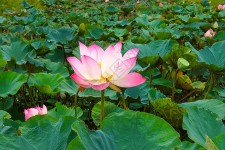 美丽的白莲和粉红莲花Nelumbonuc图片