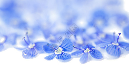 白色背景下美丽的蓝色花朵图片