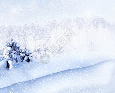 冬季森林下雪蓝天背景下的冬天图片