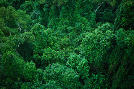 绿雨林图片