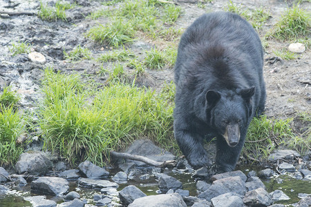一只黑熊穿过小溪向你走来图片