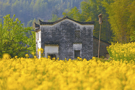 婺源田园风光图片