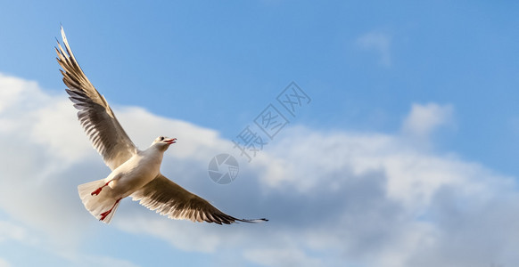 单海鸥在蓝天和白云的背景下飞翔图片