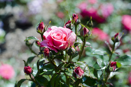 英式花园中的原始粉红玫瑰图片
