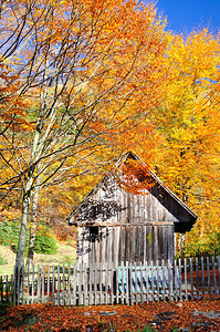 经典的秋季景观金色的树木和古老的木屋图片