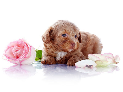 带着玫瑰的小狗装饰小狗的小狗装饰狗白色背景上的圣彼图片