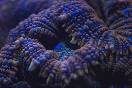 潜水时的彩色硬珊瑚宏图片