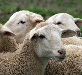 关闭一只羊羔绵羊蜷缩在牛群中图片