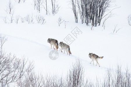 狼群在挪威的冬季森林里下雪了背景图片