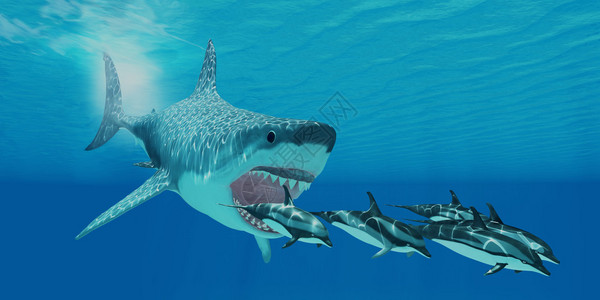 一只巨大的巨型鲨鱼在一条纹图片