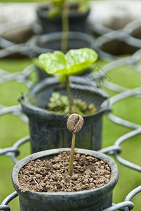 NaturesGarden咖啡咖啡植图片