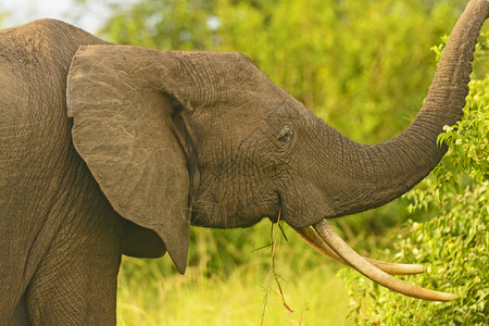 非洲大象在乌干图片