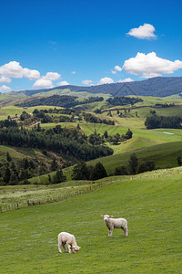 在景色观背景上放牧的羔羊新图片