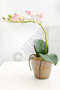 桌上花盆里的白兰花图片