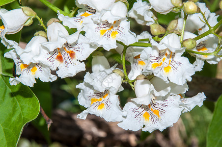 Catalpa是家族植物的基因组图片