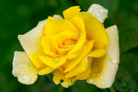 花园里有露珠的黄玫瑰图片