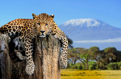豹子座坐在乞力马扎罗山背图片
