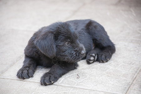 花园中的标准Schnaus图片