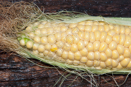 玉米甘蔗或玉米年度青草植物图片