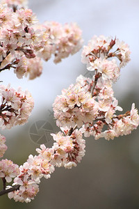 青岛春天盛开的樱花图片