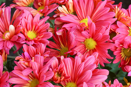 粉红菊花Dendronthemumgrandif图片