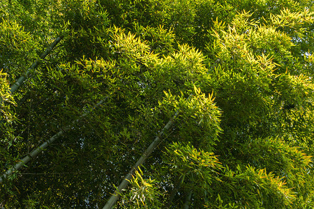 日本岚山的绿竹图片