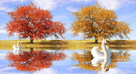 秋天风景中的天鹅图片