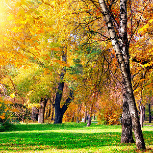 城市公园秋季风景树林和布图片