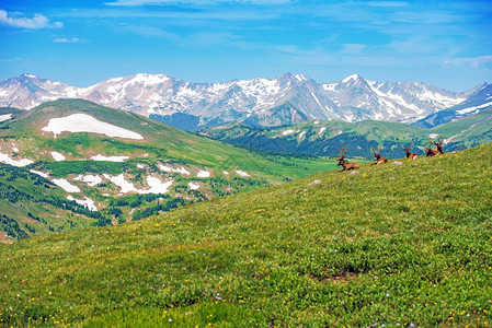与麋鹿的科罗拉多夏季全景落基山脉景观美图片