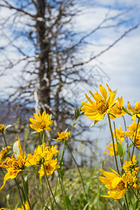 美丽的黄色春天花朵生长于多年前的野火吞噬了所有图片